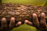 Hands holding cassava root in Colombia