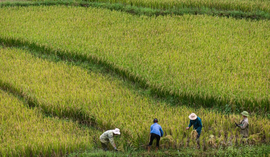 Rice fields.