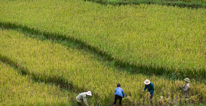 Rice fields.