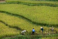 Rice fields.