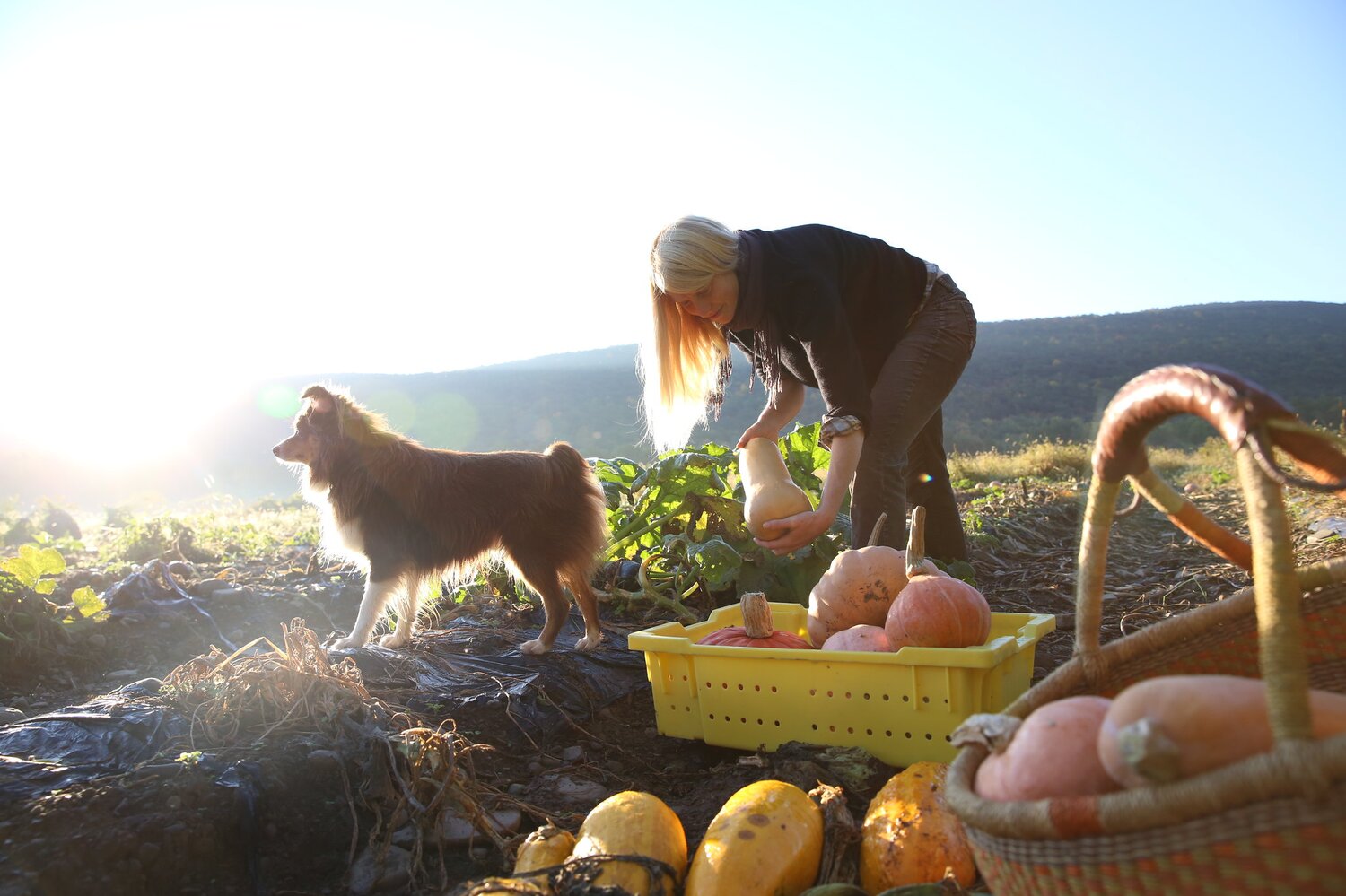 Petra Page-Mann of Fruition Seeds is collecting the last of the recent pumpkin harvest in the early dawn. She is dedicated to reproducing and selling organic seeds, as well as seeking out new varieties that may become the heirlooms of future generations. Photo: Crop Trust/Luis Salazar. 