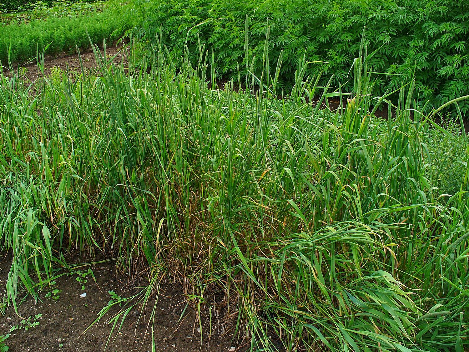 Timothy grass | Accessions in the Seed Vault: 1,639 | Accessions in genebanks globally: 7,700 (Photo by H. Zell)