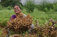 A smiling farmer holds her groundnut harvest. Photo: L. Vidyasagar/ICRISAT