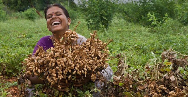 A smiling farmer holds her groundnut harvest. Photo: L. Vidyasagar/ICRISAT