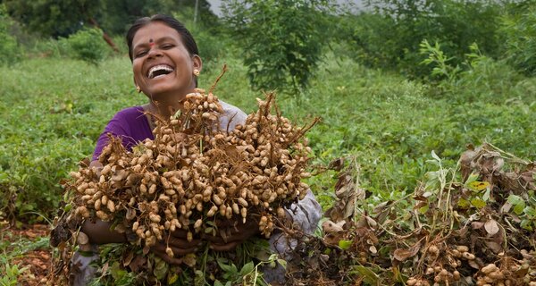 A smiling farmer holds her groundnut harvest. Photo: L. Vidyasagar/ICRISAT