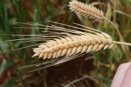 Close up image of wheat.