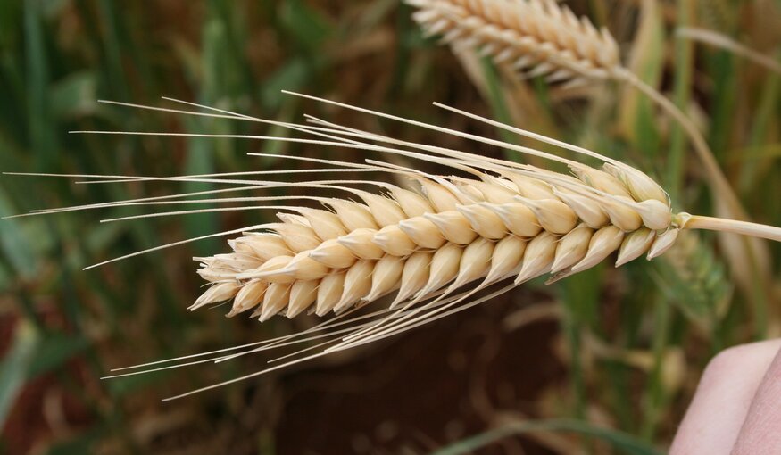 Close up image of wheat.