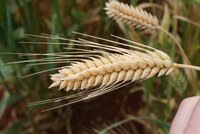 Close up image of wheat. 