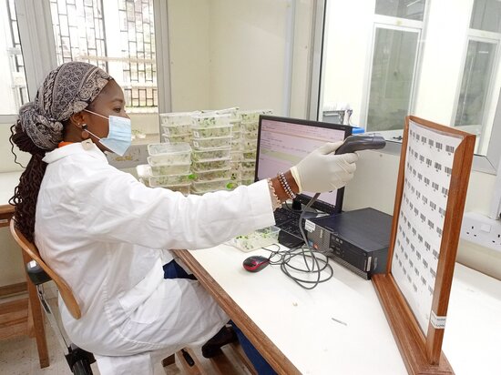 IITA lab staff cataloguing varieties conserved at the Genetic Resources Center. Photo: Tchamba Marimagne/IITA