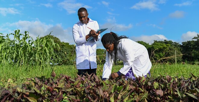 Genebank staff assessing crops in field.