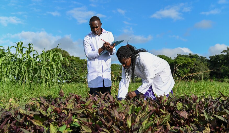 Genebank staff assessing crops in field.