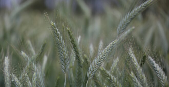 Ames Tribune: Crop Diversity Conference Underway in Ames