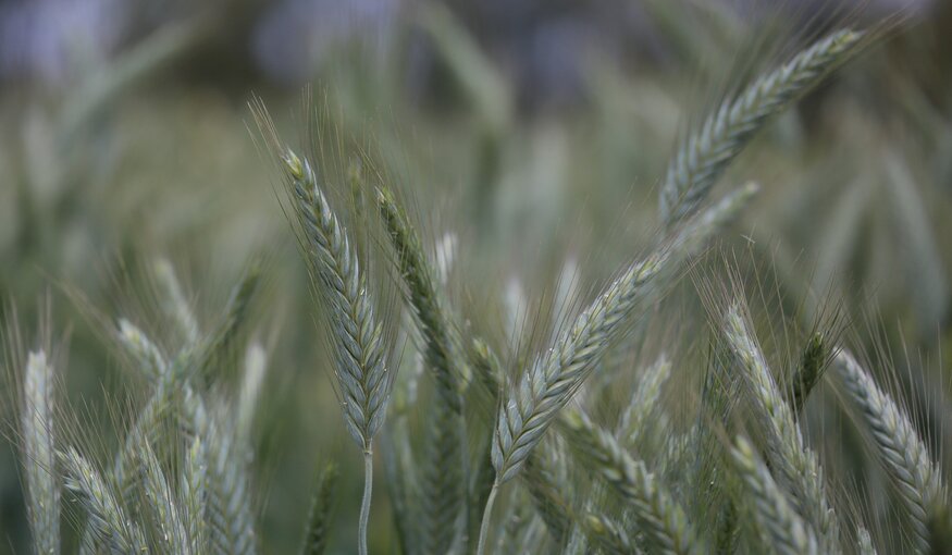 Ames Tribune: Crop Diversity Conference Underway in Ames