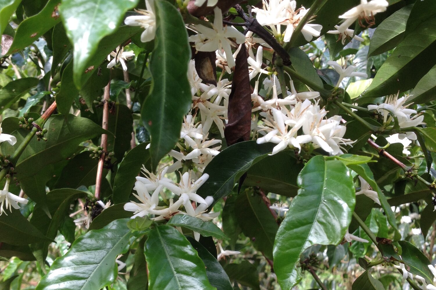 Coffee blossoms from the afromontane rainforest in Kafa, Ethiopia. Photo credit: Simran Sethi