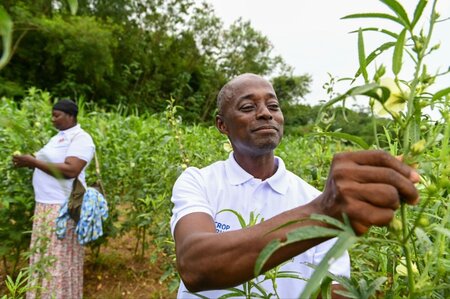 Taking Diversity out of the Genebank and into Farmers’ Fields in Ghana