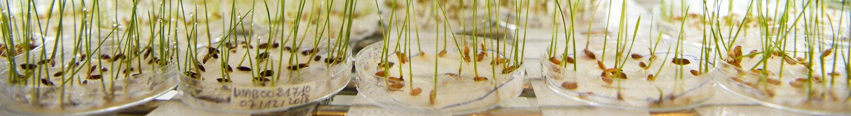 Seeds germinating in genebank petri dishes