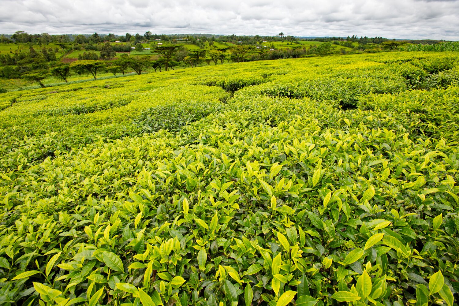 Plucking tea at Unilever plantation in Kericho, Kenya. Photo: Michael Major/Crop Trust