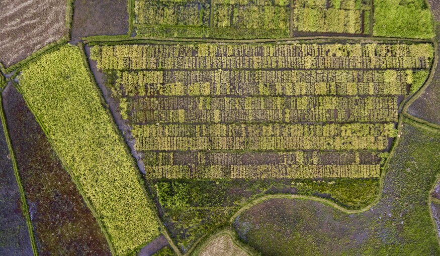 Field trials of rice established by AfricaRice breeder Negussie Zenna in Antisirabe. Dozens of different rice types from Madagascar and beyond are grown in small rows and monitored through the season. The trial includes two new cold-tolerant varieties released in the country’s highlands in 2015 through an international research effort.