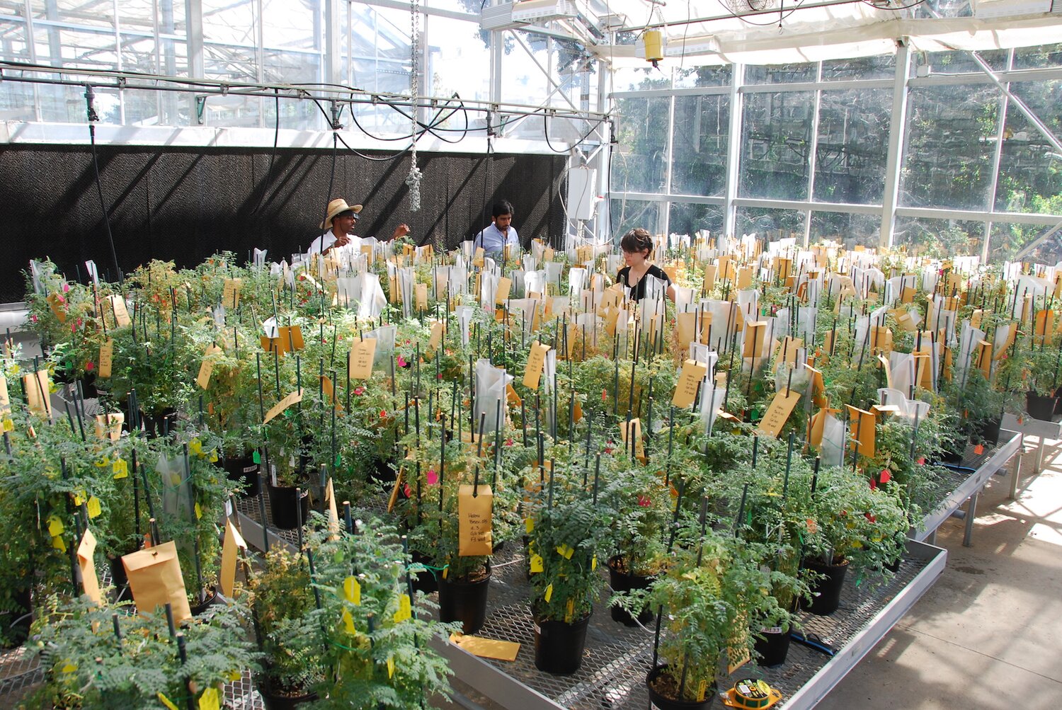 Chickpea pre-breeding work at CWR Project partner Feed the Future Innovation Lab Climate Resilient Chickpea based at the University of California-Davis.