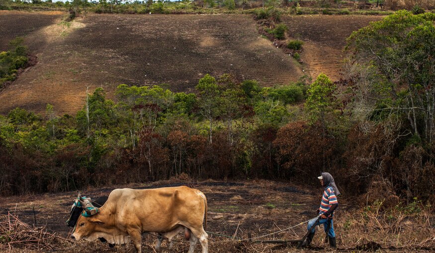 A farmer plows the land with oxen at the Agustina Farm in Morales, Cauca. A drought fueled by the El Niño phenomenon in 2015 forced farmers to delay planting cassava in Cauca, leaving fields bare far into the growing season. As such disruptions become more frequent under climate change, farmers will need more cassava varieties that are both drought tolerant and fast-growing enough to plant whenever the rain arrives.