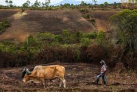 A farmer plows the land with oxen at the Agustina Farm in Morales, Cauca. A drought fueled by the El Niño phenomenon in 2015 forced farmers to delay planting cassava in Cauca, leaving fields bare far into the growing season. As such disruptions become more frequent under climate change, farmers will need more cassava varieties that are both drought tolerant and fast-growing enough to plant whenever the rain arrives.
