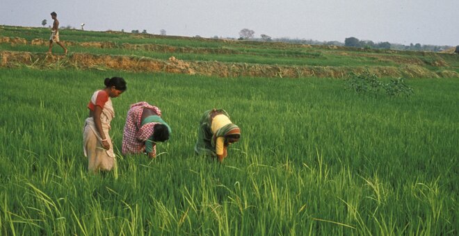 Conserving Crop Diversity Essential to Achieve Zero Hunger: Crop Trust Executive Director