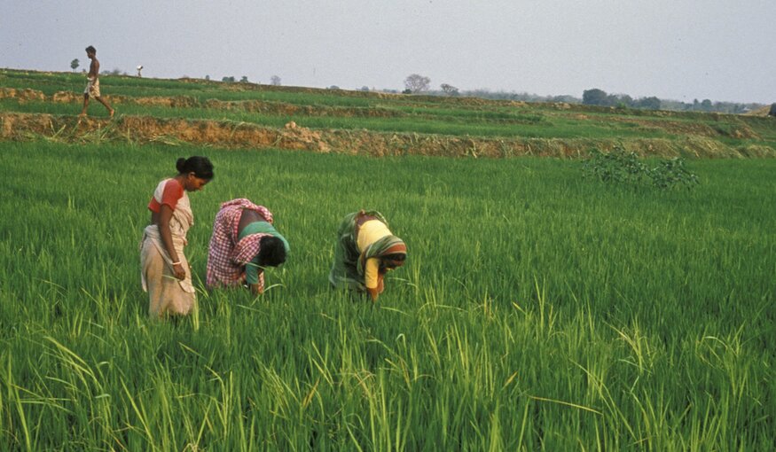 Conserving Crop Diversity Essential to Achieve Zero Hunger: Crop Trust Executive Director