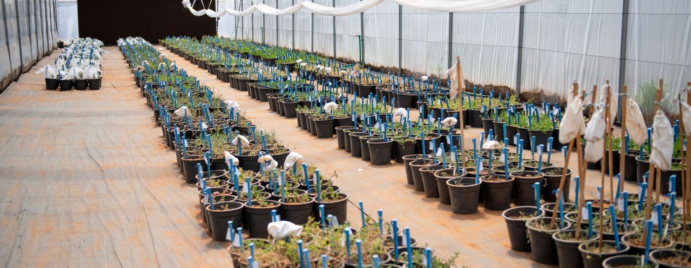 International Center for Agricultural Research in the Dry Areas (ICARDA)