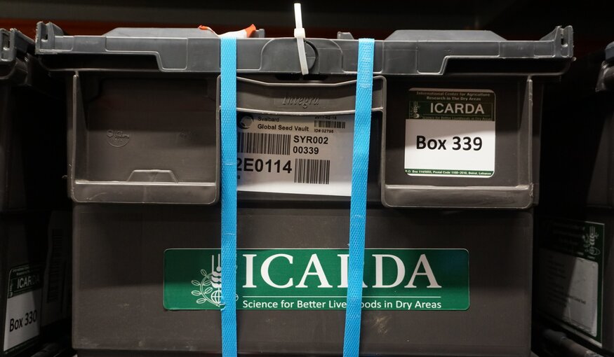 A box with seeds from ICARDA's Syrian genebank in the Svalbard Global Seed Vault. Photo: Luis Salazar/Crop Trust.