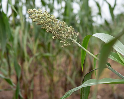 Sorghum