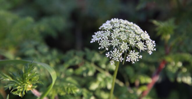 Daucus carota, or wild carrot, held at the Millennium Seed Bank, Kew. Photo: Crop Trust