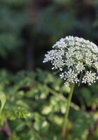 Daucus carota, or wild carrot, held at the Millennium Seed Bank, Kew. Photo: Crop Trust