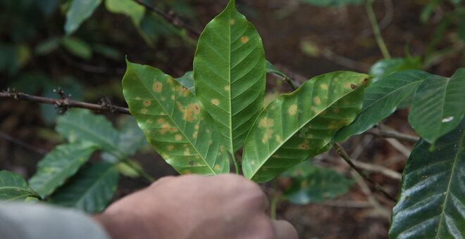 How to Save Coffee From Climate Change