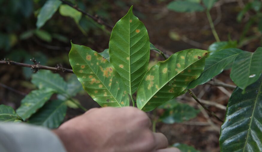 How to Save Coffee From Climate Change