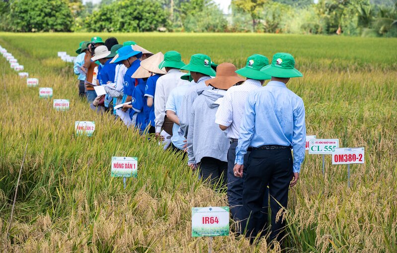 Vietnam’s Seed Clubs Fed a Nation. Now They Face New Barriers