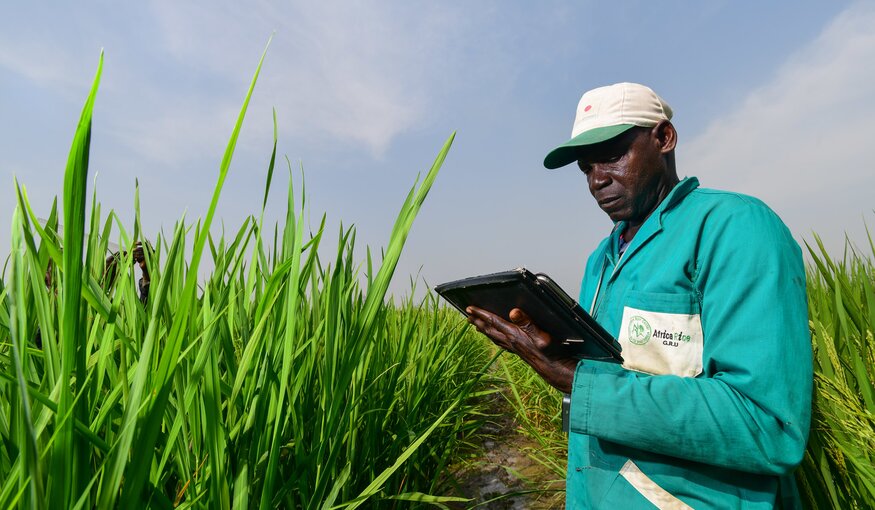 Long-Term Funding Supports AfricaRice Genebank and the Future of Rice Diversity