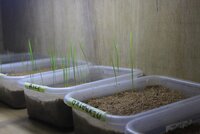 Plastic tubs used to germinate seeds, thus testing their viability, in a seed lab