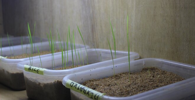 Plastic tubs used to germinate seeds, thus testing their viability, in a seed lab