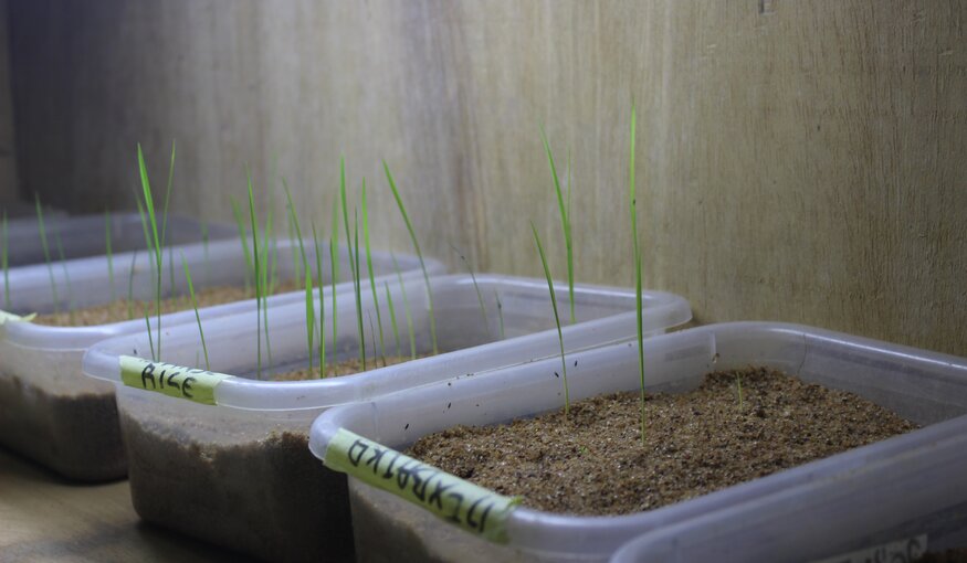 Plastic tubs used to germinate seeds, thus testing their viability, in a seed lab