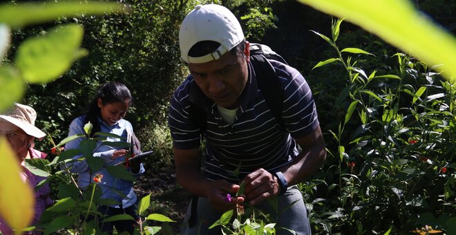 Crop Wild Relatives Rescue Mission Taking Root