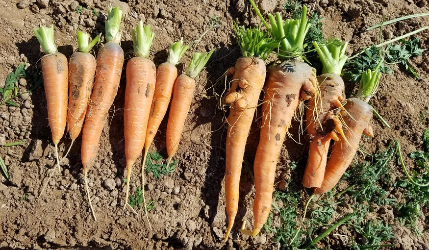 Cultivated carrots and wild relative carrots freshly pulled from the ground.