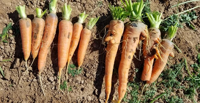 Cultivated carrots and wild relative carrots freshly pulled from the ground.