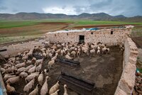 Sheep in a corral in Ait Bouhou, Morocco. 