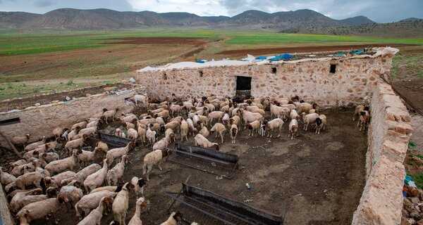 Sheep in a corral in Ait Bouhou, Morocco.