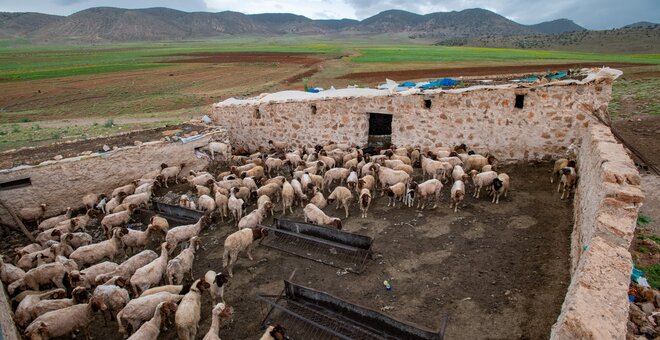 Sheep in a corral in Ait Bouhou, Morocco.