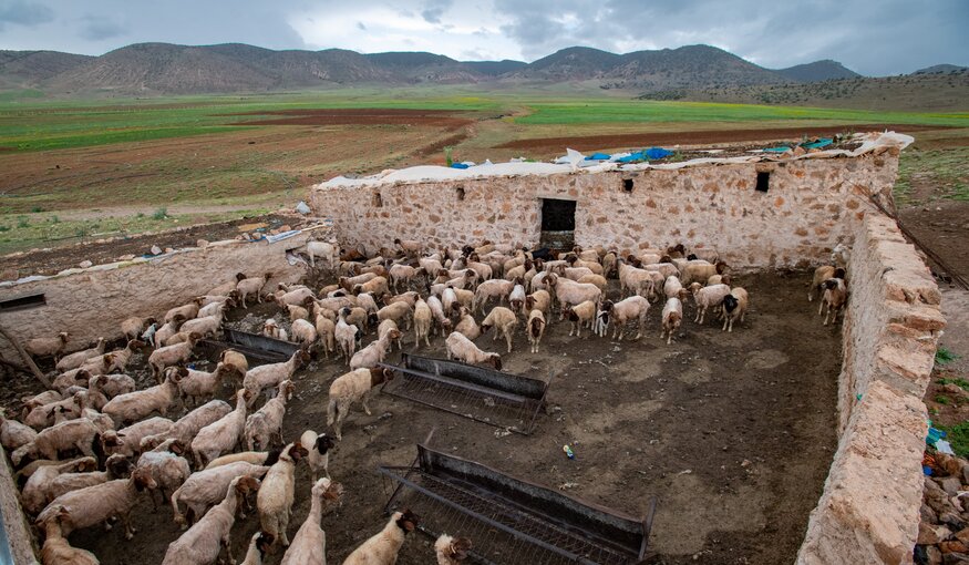 Sheep in a corral in Ait Bouhou, Morocco.