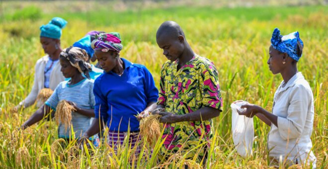 Field workers harvest samples of African rice for research and conservation. Photo: Neil Palmer/Crop Trust