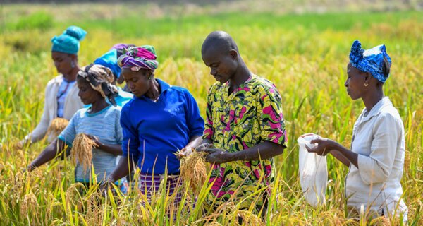 Field workers harvest samples of African rice for research and conservation. Photo: Neil Palmer/Crop Trust