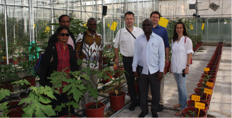 The Eggplant CWR Pre-Breeding Project