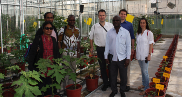 The Eggplant CWR Pre-Breeding Project